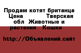 Продам котят британца › Цена ­ 2 000 - Тверская обл. Животные и растения » Кошки   